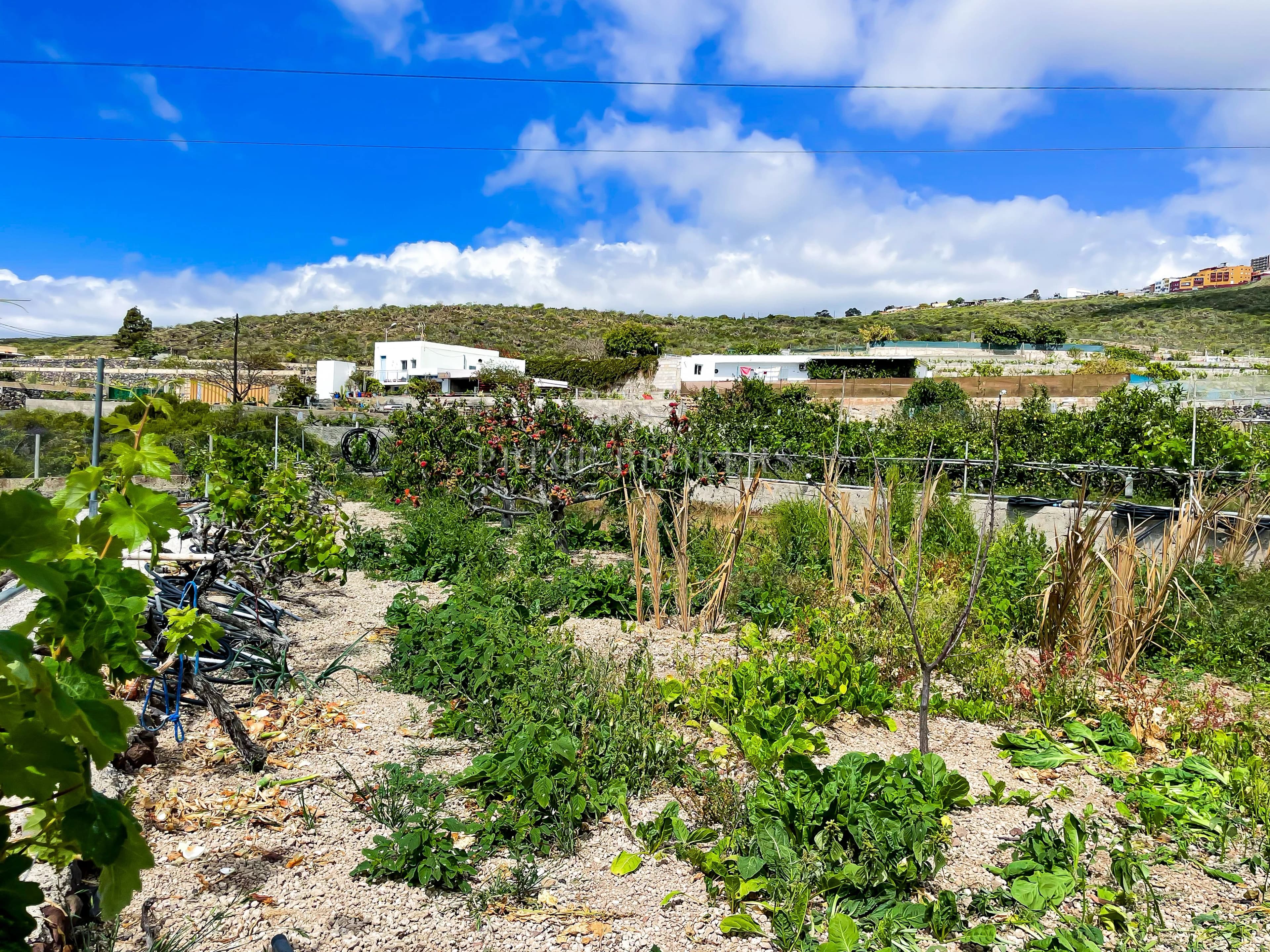 House with 8.132 m² plot in Granadilla de Abona